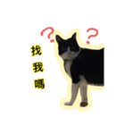 Q cat a every day 2（個別スタンプ：1）