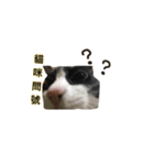 Q cat a every day 2（個別スタンプ：2）