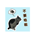 Q cat a every day 2（個別スタンプ：3）