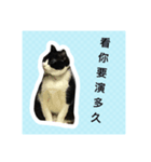 Q cat a every day 2（個別スタンプ：4）