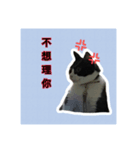 Q cat a every day 2（個別スタンプ：5）