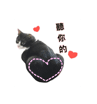 Q cat a every day 2（個別スタンプ：8）