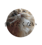 うちのねこ。あお＆そら＆ちくわ（個別スタンプ：11）