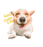 CORGI_DOU_DOU_LIFE（個別スタンプ：1）