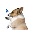 CORGI_DOU_DOU_LIFE（個別スタンプ：3）