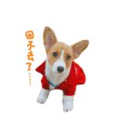 CORGI_DOU_DOU_LIFE（個別スタンプ：5）