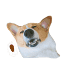 CORGI_DOU_DOU_LIFE（個別スタンプ：7）