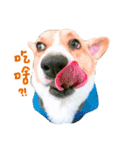 CORGI_DOU_DOU_LIFE（個別スタンプ：10）