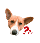 CORGI_DOU_DOU_LIFE（個別スタンプ：11）