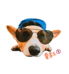 CORGI_DOU_DOU_LIFE（個別スタンプ：13）