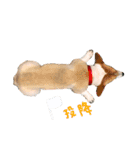 CORGI_DOU_DOU_LIFE（個別スタンプ：14）