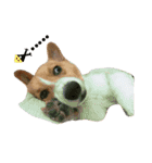 CORGI_DOU_DOU_LIFE（個別スタンプ：15）