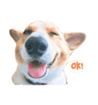 CORGI_DOU_DOU_LIFE（個別スタンプ：16）