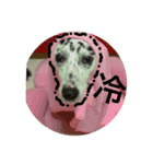 Dalmatian PongPong（個別スタンプ：3）