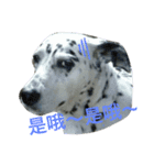 Dalmatian PongPong（個別スタンプ：7）