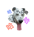 Dalmatian PongPong（個別スタンプ：11）