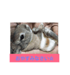 Rabbit Tuffy Life（個別スタンプ：2）