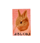 Rabbit Tuffy Life（個別スタンプ：5）