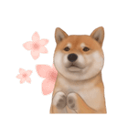 柴犬 Shiba（個別スタンプ：1）