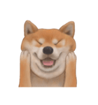 柴犬 Shiba（個別スタンプ：3）