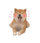 柴犬 Shiba（個別スタンプ：7）
