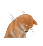 柴犬 Shiba（個別スタンプ：13）