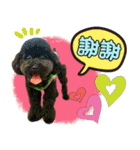 Pretty dog 日常の幸せ（個別スタンプ：1）