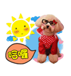 Pretty dog 日常の幸せ（個別スタンプ：5）