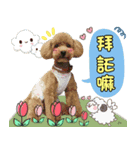 Pretty dog 日常の幸せ（個別スタンプ：7）