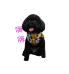 Black-Poodle Qiu-Qiu daily（個別スタンプ：1）