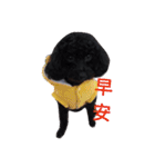 Black-Poodle Qiu-Qiu daily（個別スタンプ：2）