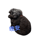 Black-Poodle Qiu-Qiu daily（個別スタンプ：4）