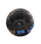 Black-Poodle Qiu-Qiu daily（個別スタンプ：5）