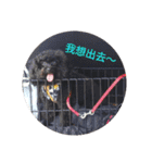 Black-Poodle Qiu-Qiu daily（個別スタンプ：7）