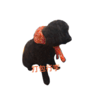 Black-Poodle Qiu-Qiu daily（個別スタンプ：8）