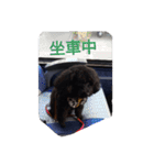 Black-Poodle Qiu-Qiu daily（個別スタンプ：11）