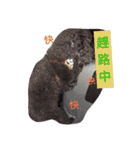 Black-Poodle Qiu-Qiu daily（個別スタンプ：12）