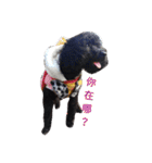 Black-Poodle Qiu-Qiu daily（個別スタンプ：13）