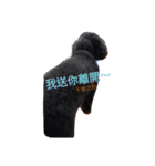 Black-Poodle Qiu-Qiu daily（個別スタンプ：15）