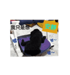 Black-Poodle Qiu-Qiu daily（個別スタンプ：17）