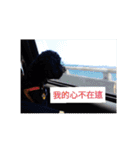 Black-Poodle Qiu-Qiu daily（個別スタンプ：19）