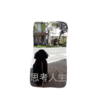 Black-Poodle Qiu-Qiu daily（個別スタンプ：20）