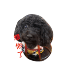 Black-Poodle Qiu-Qiu daily（個別スタンプ：22）