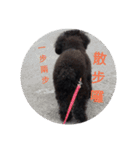 Black-Poodle Qiu-Qiu daily（個別スタンプ：24）