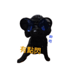 Black-Poodle Qiu-Qiu daily（個別スタンプ：27）