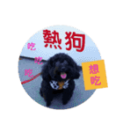 Black-Poodle Qiu-Qiu daily（個別スタンプ：28）