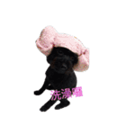 Black-Poodle Qiu-Qiu daily（個別スタンプ：30）