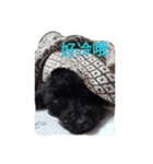 Black-Poodle Qiu-Qiu daily（個別スタンプ：32）