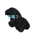 Black-Poodle Qiu-Qiu daily（個別スタンプ：37）