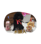 Black-Poodle Qiu-Qiu daily（個別スタンプ：39）